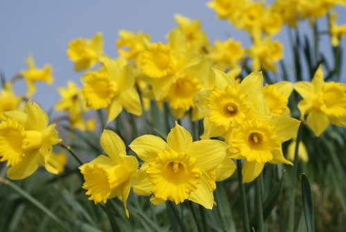 Daffodils, Isle of Arran