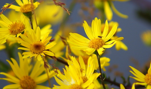 Flowers, Isle of Arran