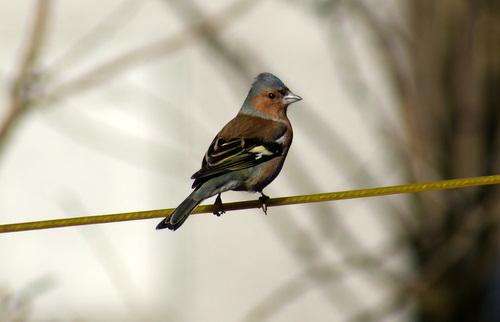 Birds, Isle of Arran