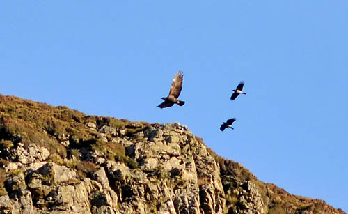 Golden Eagles, Isle of Arran