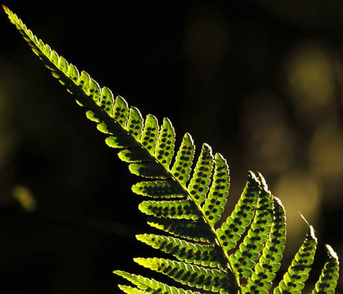 Fern, Isle of Arran