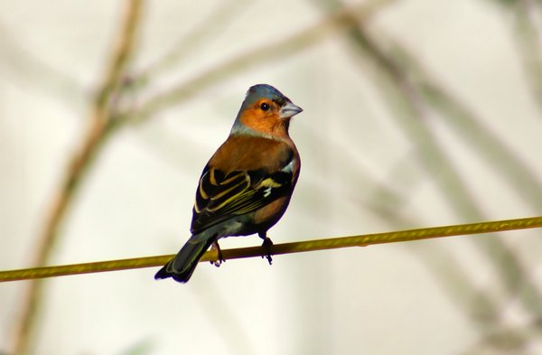 Bird at Hill View Self Catering, Shiskine, Isle of Arran