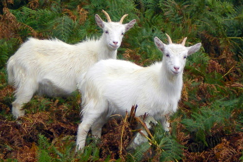 Goats, Holy Isle , Isle of Arran