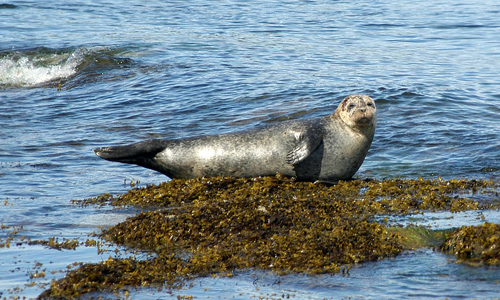 Seal, Isle of Arran