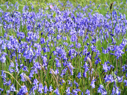 Bluebells, Isle of Arran