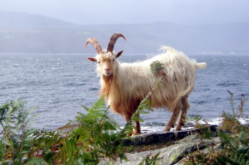 Goat, Holy Isle, Isle of Arran