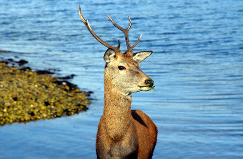 Deer, Isle of Arran